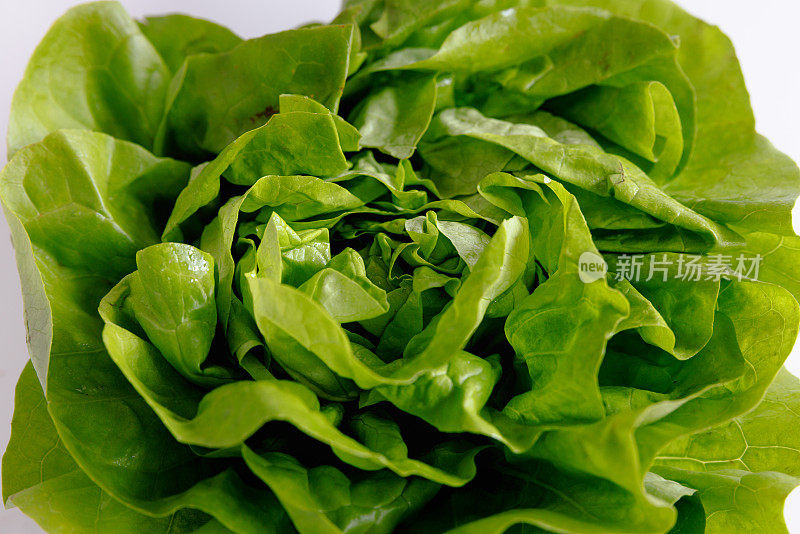 白背景上的Butterhead lettuce，特写镜头